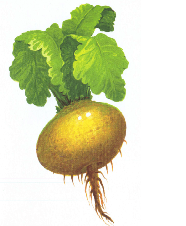 Turnip, um die Potenz zu erhöhen