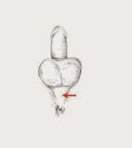 Potenzmuskeln und deren Spannung zur Steigerung der Potenz